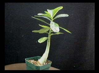 DESERT ROSE~ Cactus Succulent Caudiciform Plant  