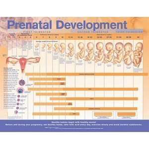  Prenatal Development Anatomical Chart/Poster Industrial 