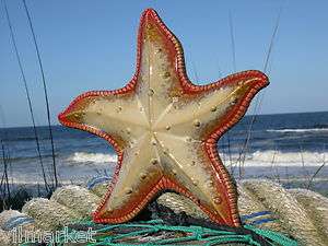 Ceramic Starfish Nautical, Beach Wall Decor  