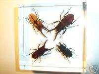 Real Stag Beetle (4 Beetles) Specimen Set in Lucite  
