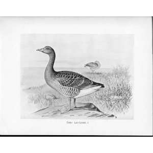    Birds Frohawk Drawings Antique Print Grey Lag Goose