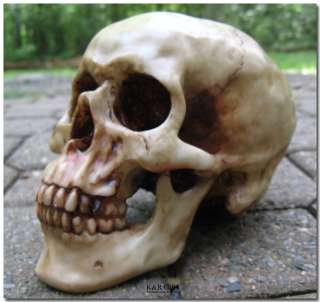 Realistic Human Skull Replica  SALE  