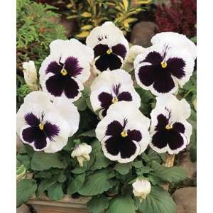  Pansy, White Blotch 6 Plants Patio, Lawn & Garden