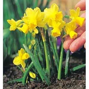  Tete a Tete Narcissi/Daffodil 25 Bulbs: Home & Kitchen