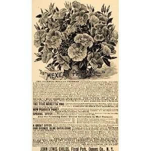  1892 Ad John Lewis Childs Mexican Primrose Flowers Suncups 