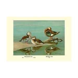    Ring Necked and Brazilian Teals 20x30 poster: Home & Kitchen