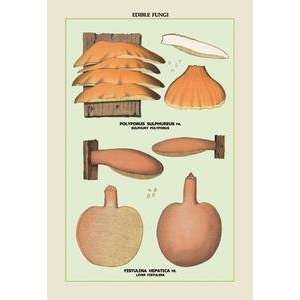  Vintage Art Edible Fungi Liver Fistulina   04895 6