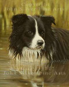 BORDER COLLIE LIMITED EDITION PRINT by JOHN SILVER NEW!  