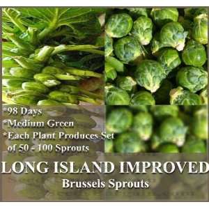  1 oz (4,600+) LONG ISLAND IMPROVED Brussel Sprouts seeds 