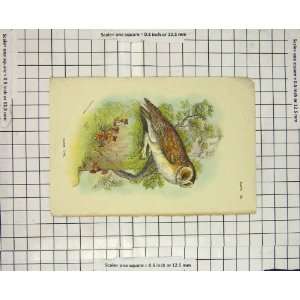  Antique Colour Print Barn Owl Bird Prey: Home & Kitchen