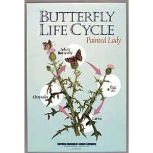 Butterfly Life Cycle Poster:  Industrial & Scientific