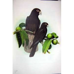   World Parrots 1973 Black Headed Caique White Bellied