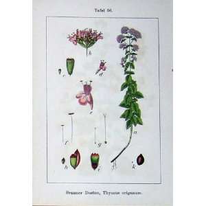  Flowers Sturms 1903 Thymus Origanum Melissa Dosten