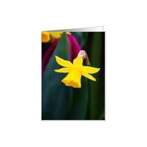  Daffodil, lone flower, blank inside Card: Health 