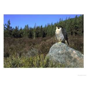  Peregrine Falcon, Adult Male on Rock Showing Moorland 