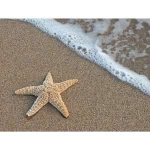  Starfish by the beach Postage Stamp