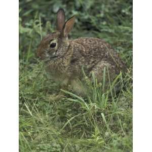  Eastern Cottontail Rabbit, Jessamine County, Kentucky, USA 
