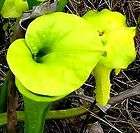 Rare PItcher Plants  Yellow Pitcher Seeds Beauty  