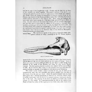  SKULL SOWERBY WHALE CETACEAN NATURAL HISTORY 1894 95