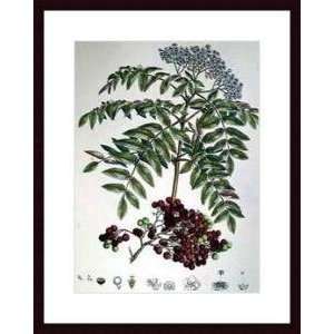   Berry Tree I   Artist John Miller  Poster Size 24 X 18 Home