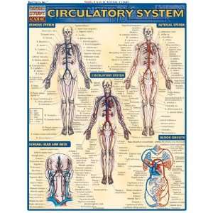     Inc. 9781572225244 Circulatory System  Pack of 3