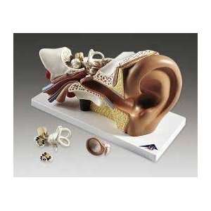  Ear Classic Classroom Anatomical Model 3X Life Industrial 
