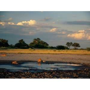 African Lions Rest at a Nearly Dried Up Water Hole on the Savanna 