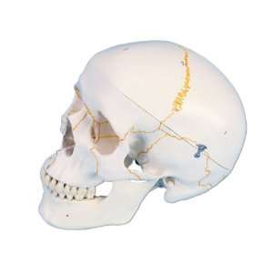 3B Scientific A21 Plastic 3 Part Numbered Human Classic Skull Model, 7 