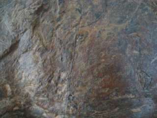 Asaphellus Stubbsi Trilobite   Lower Ordovician Morocco  