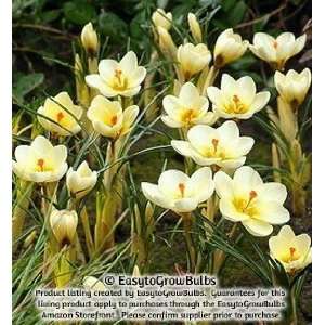  Crocus chrysanthus Cream Beauty   25 bulbs   5+ cm: Patio 