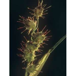  Sandspur Seeds with Spines for Seed Dispersal (Cenchrus 