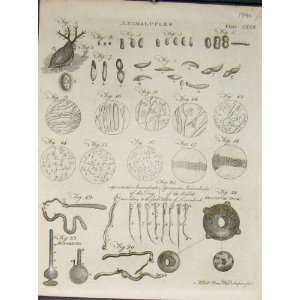  Animal Cules Sea Ocean Araemoeter A.Bell Print C1790