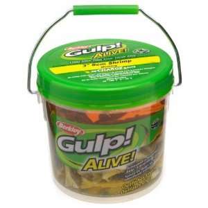   Sports Berkley Gulp! Alive! 3 Shrimp Bucket: Sports & Outdoors