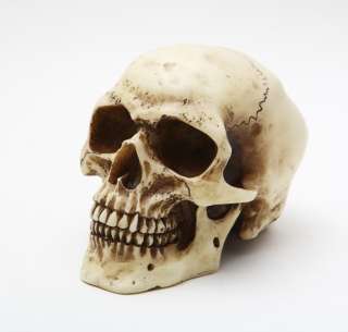Homosapien Skull Statue Humanlike Small Spooky Collection Figurine 
