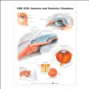  The Eye Anterior and Posterior Chambers Anatomical Chart 