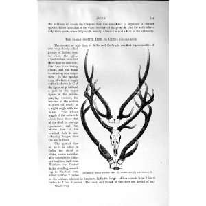   HISTORY 1894 ANTLERS INDIAN SPOTTED DEER SAMBAR