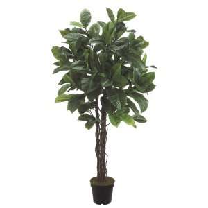 Rubber Tree in Pot Two Tone Green (Pack of 2)