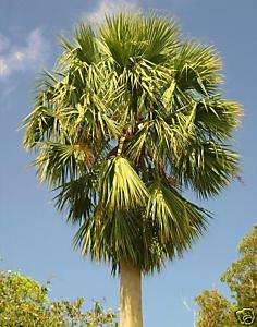 LIVE FIVE Puerto Rican Hat Palm COLD HARDY Robust Tree  