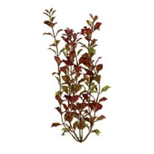  Tetra Water Wonders Rotala Plant 9in