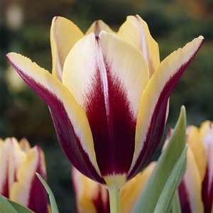 Triumph Tulip Bulbs Gavota Patio, Lawn & Garden