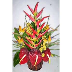  26 Tropical Heliconia, Antherium & Bird: Home & Kitchen