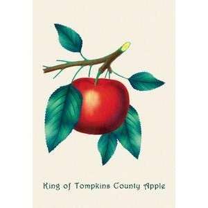 Vintage Art King of Tompkins County Apple   04151 x 