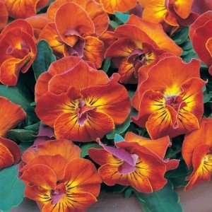  Angel Amber Kiss Pansy Flower Seed Pack: Patio, Lawn 