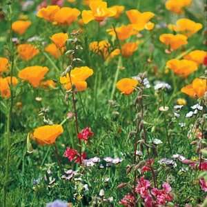    Native Pacific Northwest Wildflower Seed Mix Patio, Lawn & Garden