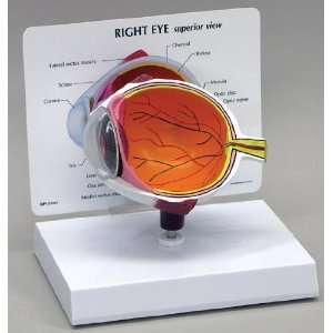  Eye Human Anatomical Model Complete 2 piece: Industrial 