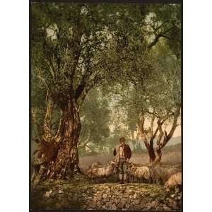   Shephard with flock in olive grove, Mentone, Riveria