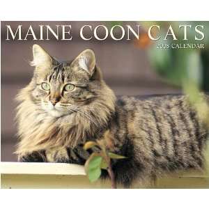  Maine Coon Cats 2008 Wall Calendar: Office Products