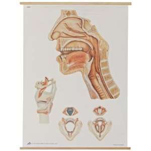Organs Anatomical Chart with Wooden Rods, Oversize Poster, 33.1 Width 