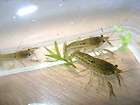 Self Cloning Marble Crayfish endless live food supply 3 for $15