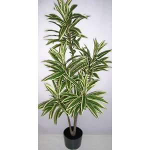  42 Variegated Yucca Plant: Home & Kitchen